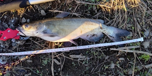 ナマズの釣果