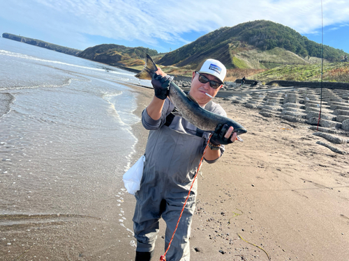 サケの釣果