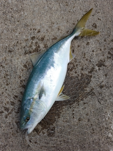 イナダの釣果