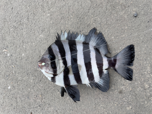 イシダイの釣果