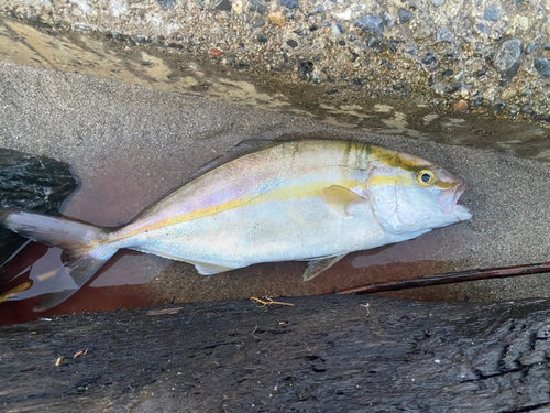 カンパチの釣果