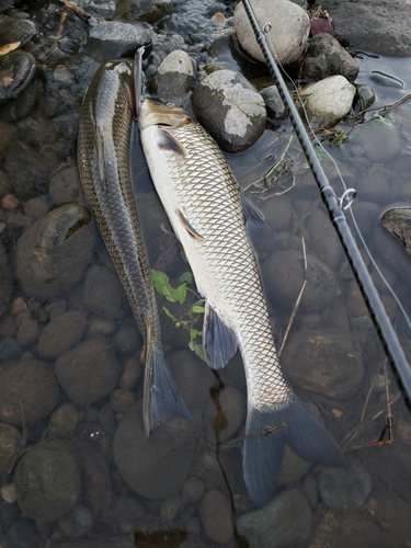 ニゴイの釣果