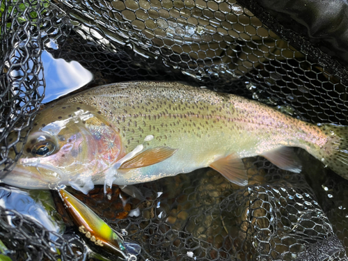 アメマスの釣果