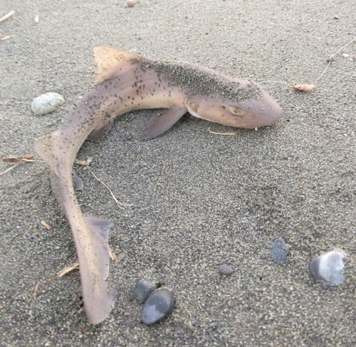 ドチザメの釣果