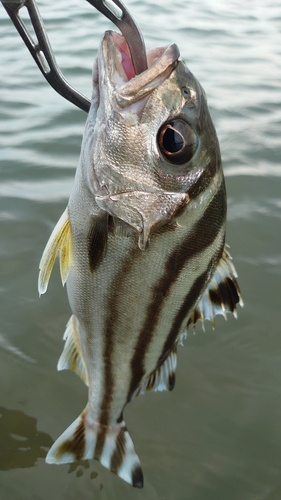 コトヒキの釣果