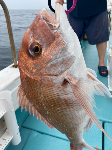 マダイの釣果