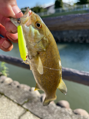 スモールマウスバスの釣果