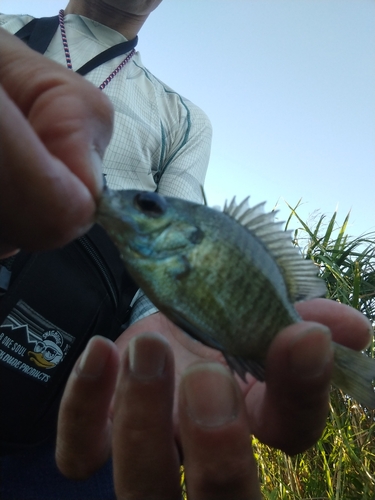 ブルーギルの釣果