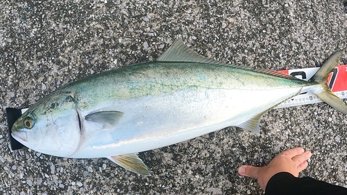 ハマチの釣果