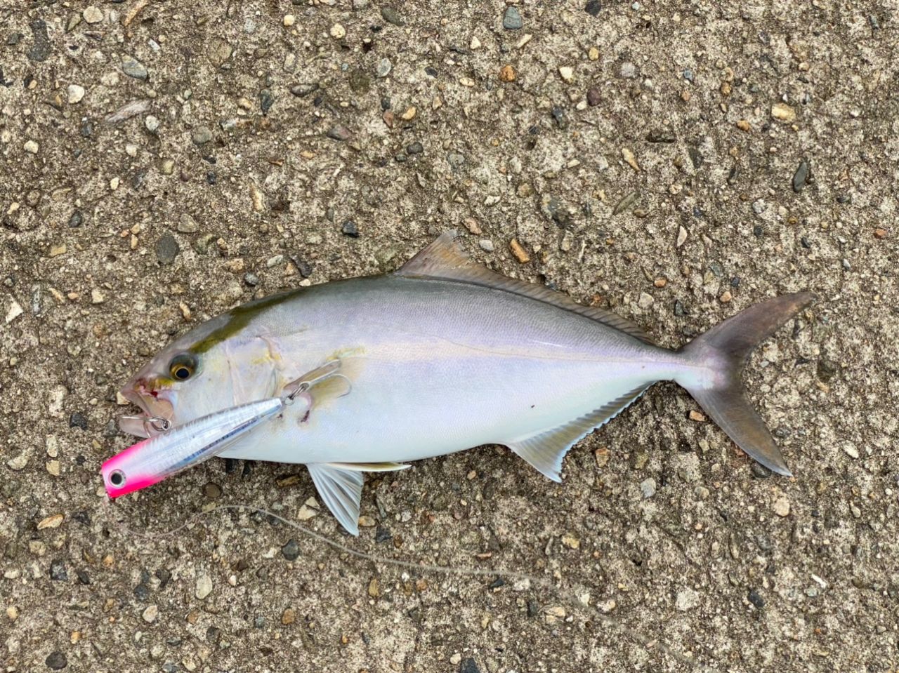 ショゴ