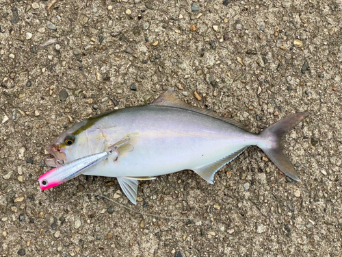 ショゴの釣果