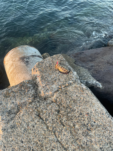 モンゴウイカの釣果