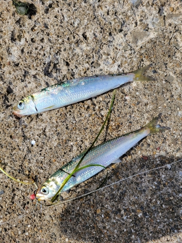 ウルメイワシの釣果