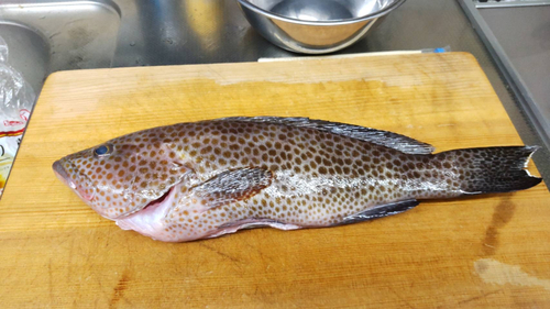 オオモンハタの釣果