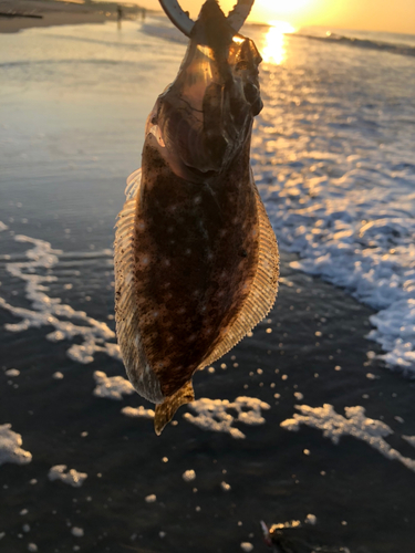 ソゲの釣果