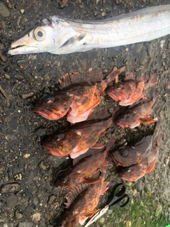 カサゴの釣果