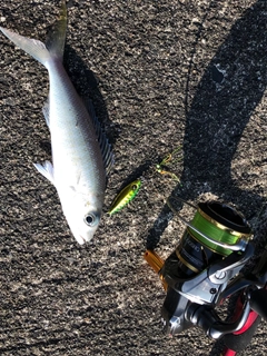 アオチビキの釣果