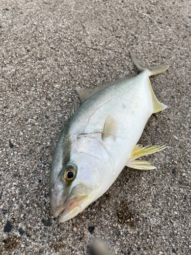 ネリゴの釣果