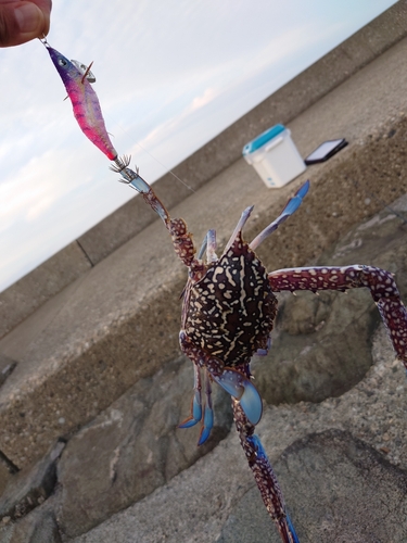 タイワンガザミの釣果