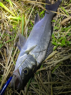 ヒラスズキの釣果