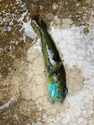 アナハゼの釣果