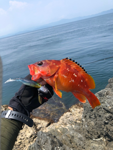 アカハタの釣果