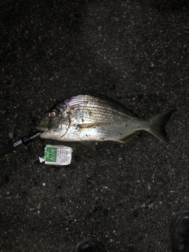 ヘダイの釣果