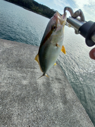 ショゴの釣果