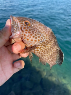 オオモンハタの釣果