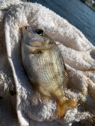 チャリコの釣果