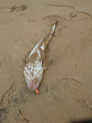 マゴチの釣果