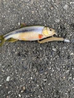 カワムツの釣果