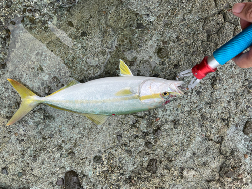 ヤズの釣果