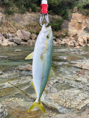 ヤズの釣果