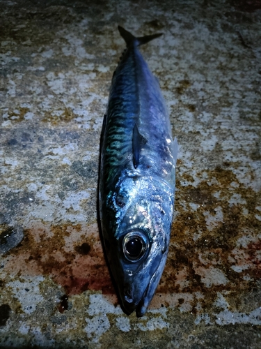 サバの釣果