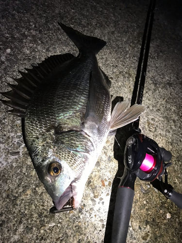 チヌの釣果