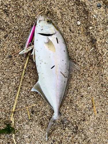 カンパチの釣果