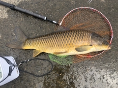 コイの釣果