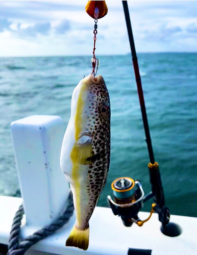 ショウサイフグの釣果