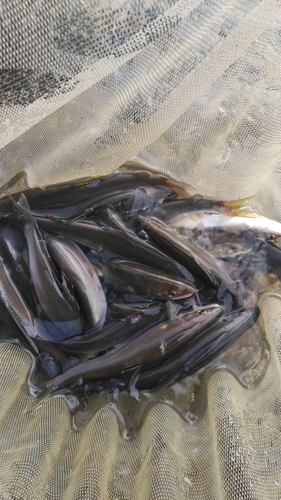 アユの釣果