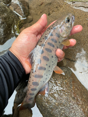 ヤマメの釣果