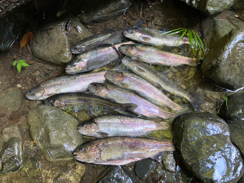 ニジマスの釣果