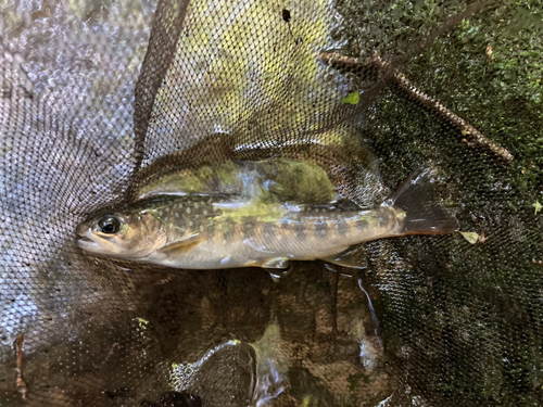 イワナの釣果