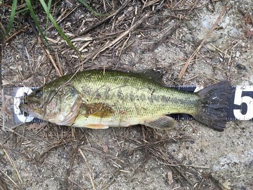 ブラックバスの釣果