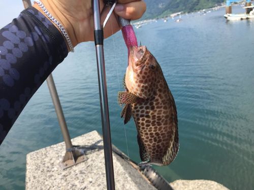 オオモンハタの釣果