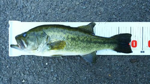 ブラックバスの釣果