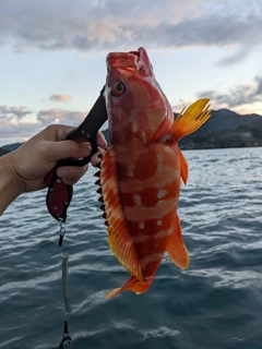 アカハタの釣果