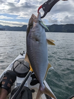 ショゴの釣果