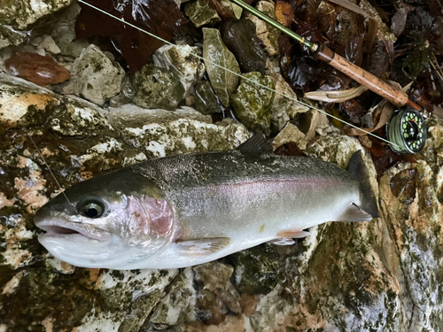 ニジマスの釣果