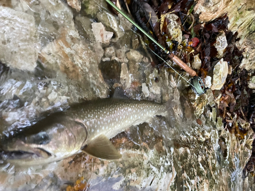 アメマスの釣果